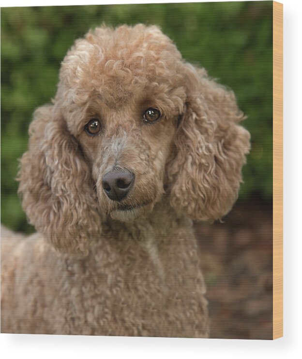 Dog Wood Print featuring the photograph Poodle by Minnie Gallman