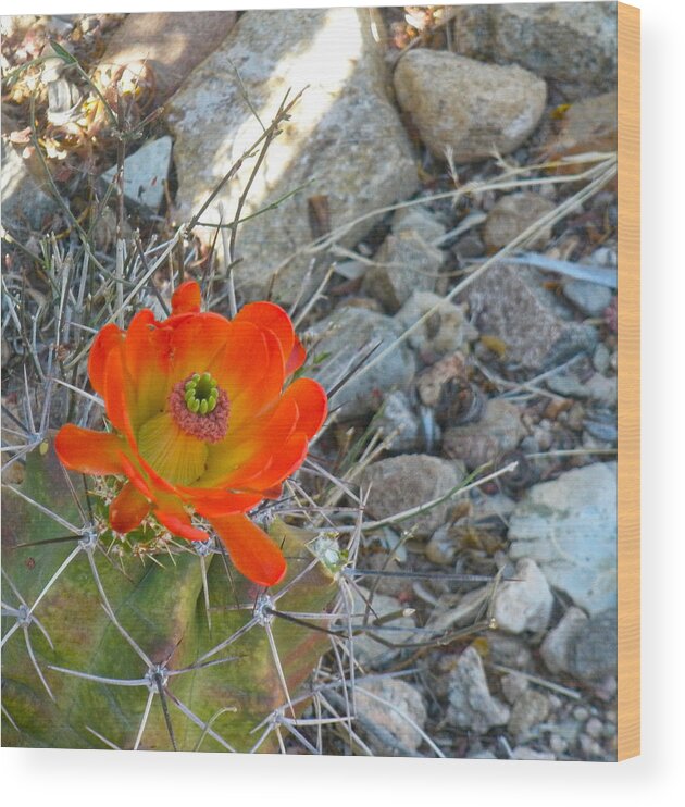 Cactus Wood Print featuring the photograph Scarlet Hedgehog Cactus by Grey Coopre