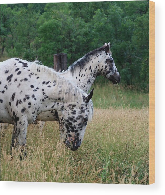 Horse Wood Print featuring the photograph Spotted In A Pasture by Katie Keenan