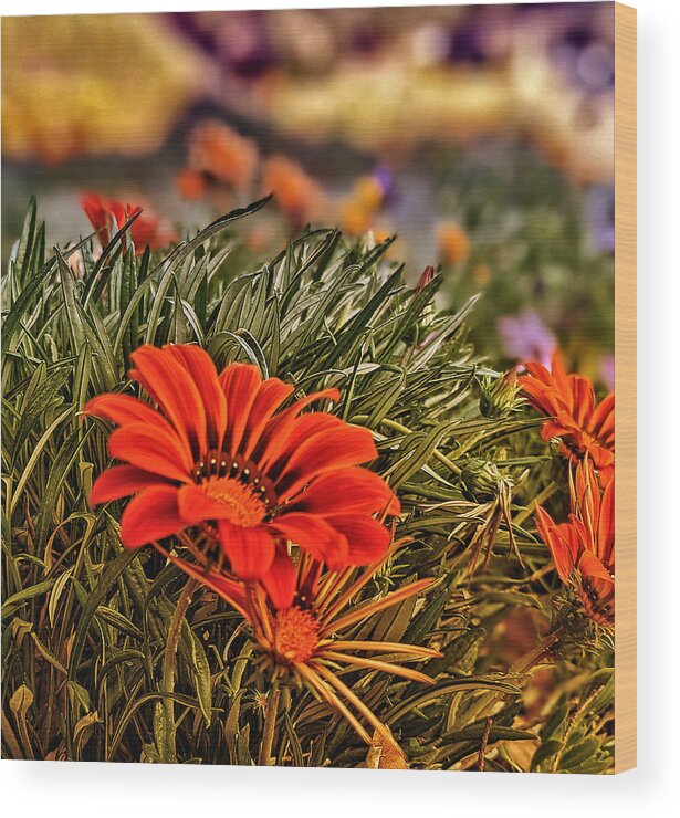 Flower Wood Print featuring the photograph Spring Orange Flowers by Dave Zumsteg