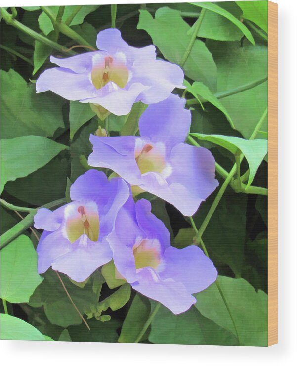 Flower Wood Print featuring the photograph Sunbathing Blue Sky Vine by Roberta Byram