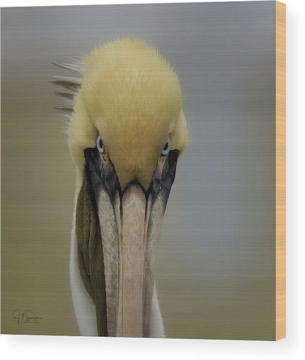 Pelican Wood Print featuring the photograph The Look by JASawyer Imaging