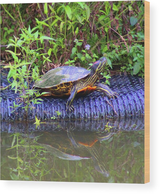 Turtle Wood Print featuring the photograph Turtle Reflection by Christopher Reed