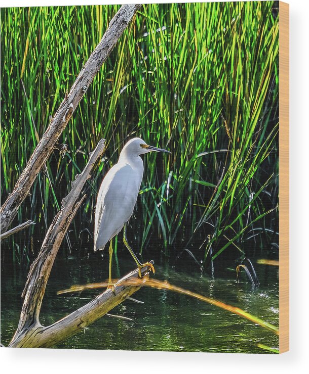 Saint Simons Island Wood Print featuring the photograph White Egret in Wetland Marsh by Darryl Brooks