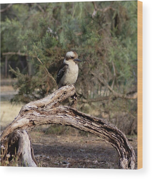 Kookaburra Wood Print featuring the photograph Young Kookaburra by Tania Read