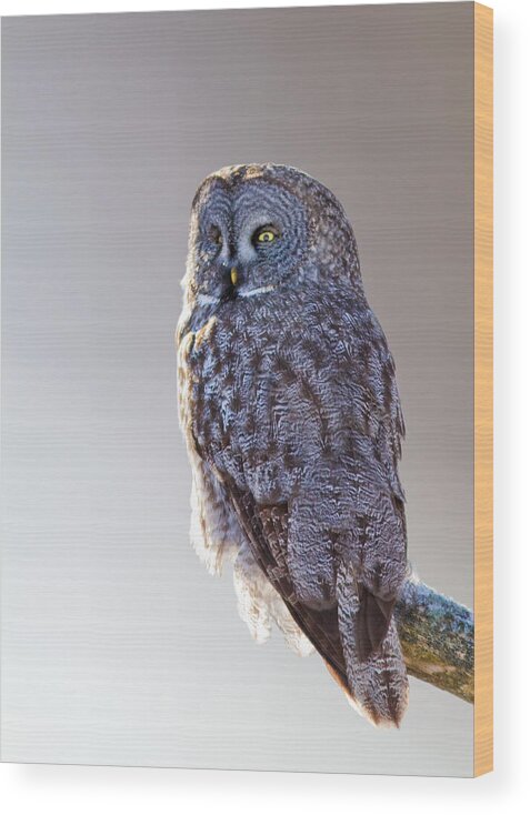 Bird Wood Print featuring the photograph Lapland Owl by Mircea Costina Photography