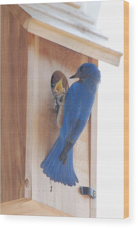 Bird Wood Print featuring the photograph Bluebird of Happiness by Kenny Glover