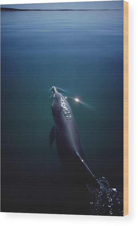 Feb0514 Wood Print featuring the photograph Bottlenose Dolphin Surfacing Australia #1 by Flip Nicklin