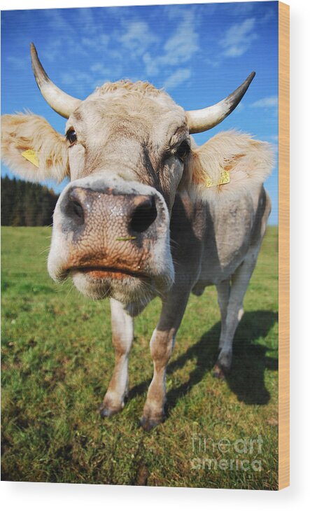 Cow Wood Print featuring the photograph cow by Hannes Cmarits