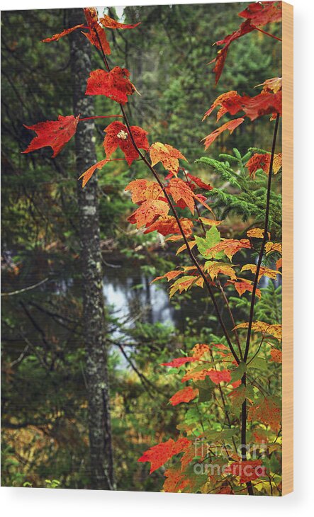 Autumn Wood Print featuring the photograph Young maple tree in fall forest by Elena Elisseeva