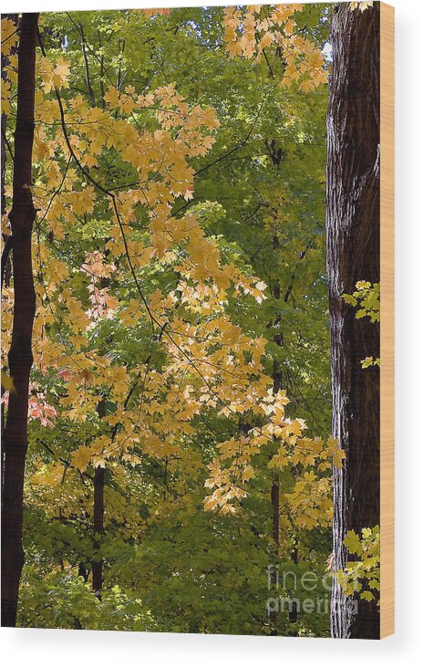 Autumn Wood Print featuring the photograph Fall Maples by Steven Ralser