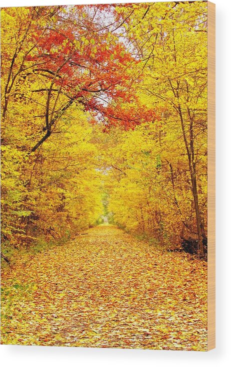 Fall Wood Print featuring the photograph Golden Trail #1 by Andrea Dale