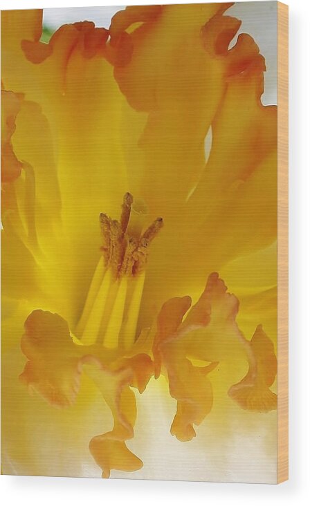 Flora Wood Print featuring the photograph Let the Sun Shine Through #1 by Bruce Bley