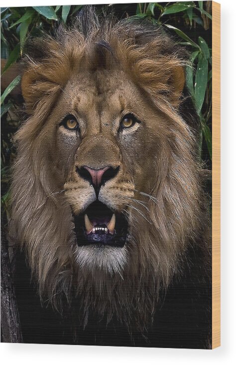 Animal Wood Print featuring the photograph Looker #1 by Cheri McEachin