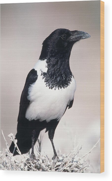 Pied Crow Wood Print featuring the photograph Pied Crow #1 by Tony Camacho/science Photo Library