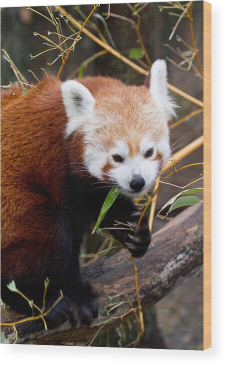 Animal Wood Print featuring the photograph Red Panda Ailurus Fulgens In Captivity #1 by David Kenny