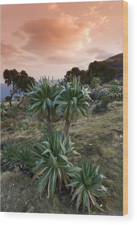 Simien Mountains Wood Print featuring the photograph Simien Escarpment Landscape At Sunrise #1 by John Elk