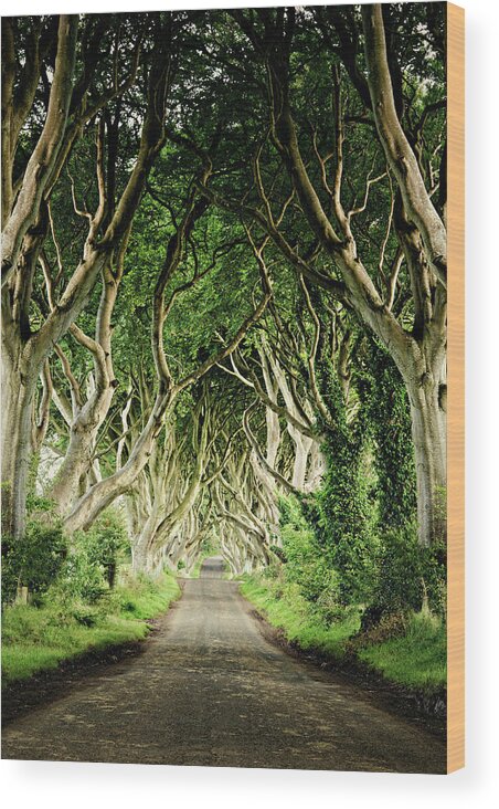 Tranquility Wood Print featuring the photograph The Dark Hedges #1 by Michelle Mcmahon