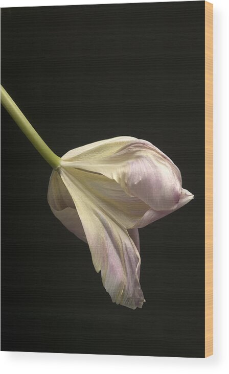Flower Wood Print featuring the photograph The Last Dance #1 by Robert Dann
