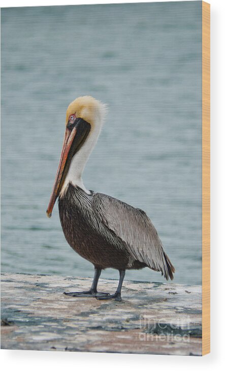Usa Wood Print featuring the photograph The Pelican by Hannes Cmarits