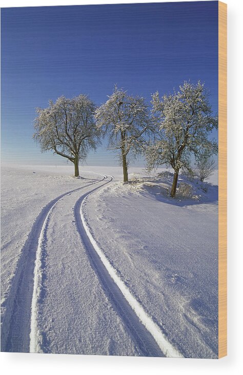Tranquility Wood Print featuring the photograph Trees In Winter Landscape #1 by Hans-peter Merten