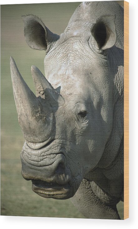 Feb0514 Wood Print featuring the photograph White Rhinoceros Portrait #1 by San Diego Zoo