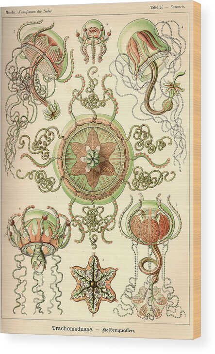 Art Forms In Nature Wood Print By Ernst Haeckel