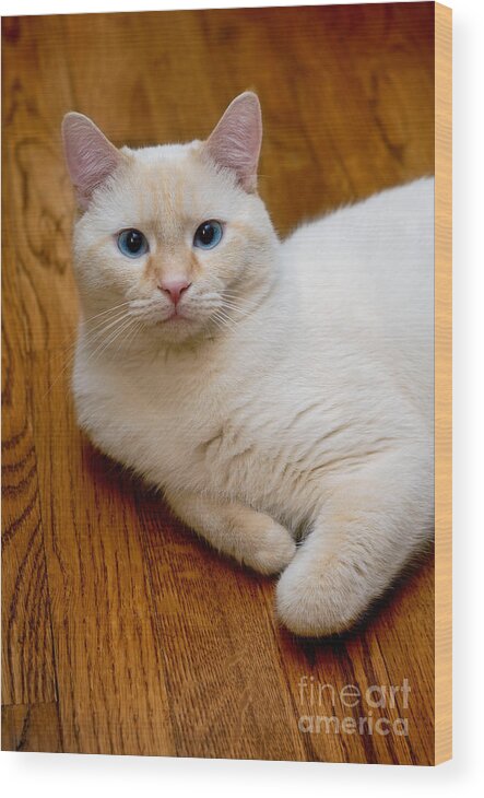 Blue Eyes Wood Print featuring the photograph Flame Point Siamese Cat #15 by Amy Cicconi