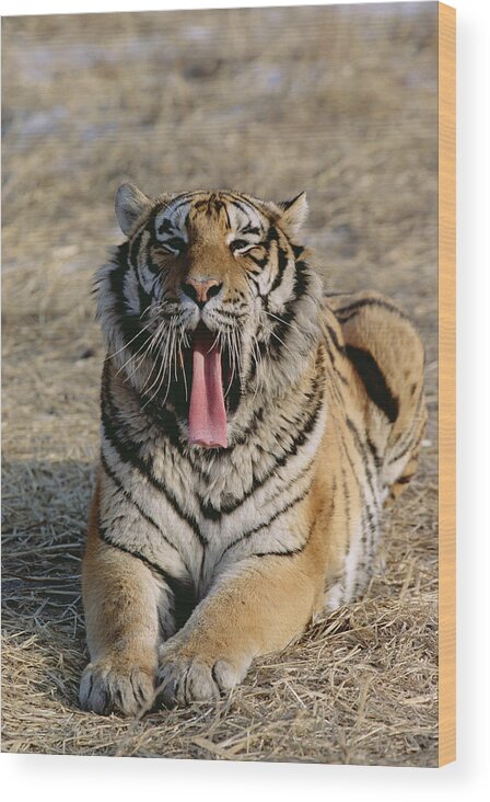 Mp Wood Print featuring the photograph Siberian Tiger Yawn by Konrad Wothe