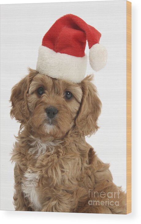 Ed Cavapoo Pup Wood Print featuring the photograph Cavapoo Puppy In Christmas Hat #2 by Mark Taylor