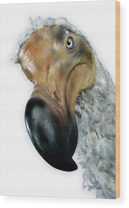 Dodo Wood Print featuring the photograph Dodo Model #2 by Natural History Museum, London/science Photo Library