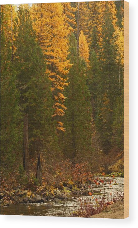 Northeastern Washington Wood Print featuring the photograph Fall at Sheep Creek #2 by Loni Collins