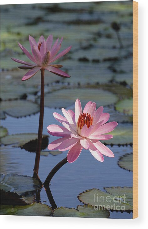 Landscape Wood Print featuring the photograph Pink Water Lily in the Spotlight #2 by Sabrina L Ryan