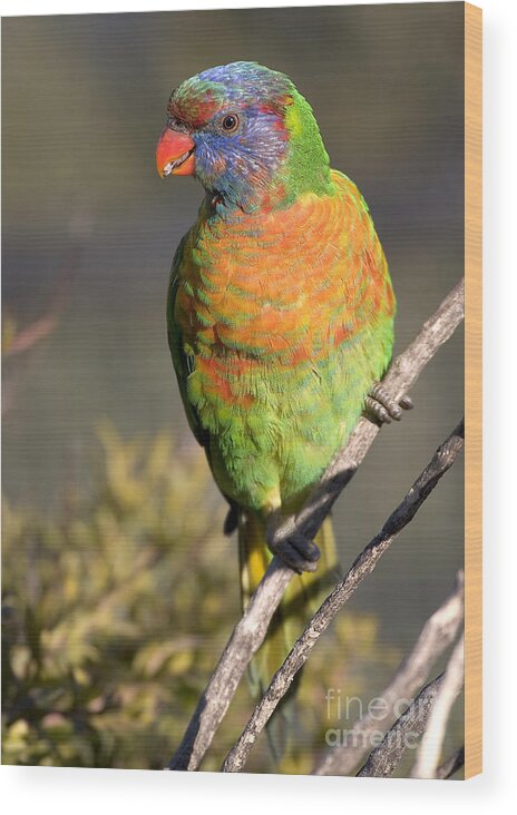 Lorikeets Wood Print featuring the photograph Rainbow lorikeet #2 by Steven Ralser