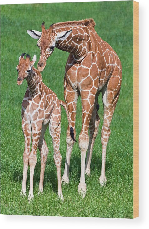 Nature Wood Print featuring the photograph Reticulated Giraffe Juvenile & Calf #2 by Millard H. Sharp
