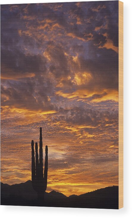 American Southwest Wood Print featuring the photograph Silhouetted saguaro cactus sunset at dusk with dramatic clouds #2 by Jim Corwin