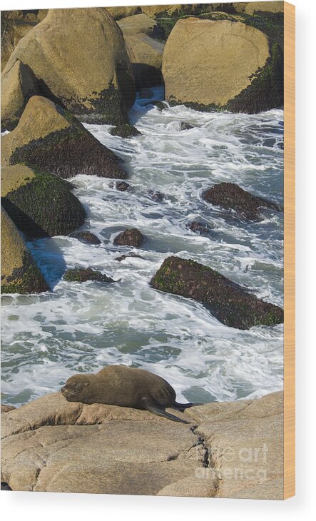 Animal Wood Print featuring the photograph Southern Sea Lion #2 by William H. Mullins