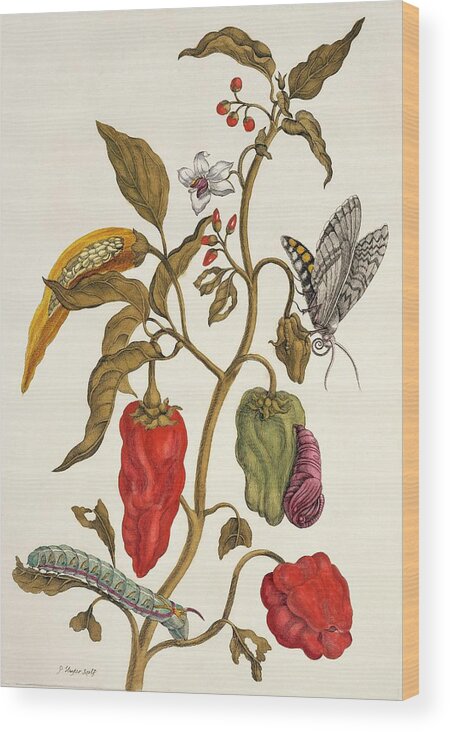 Insects Of Surinam Wood Print featuring the photograph Insects Of Surinam #21 by Natural History Museum, London/science Photo Library