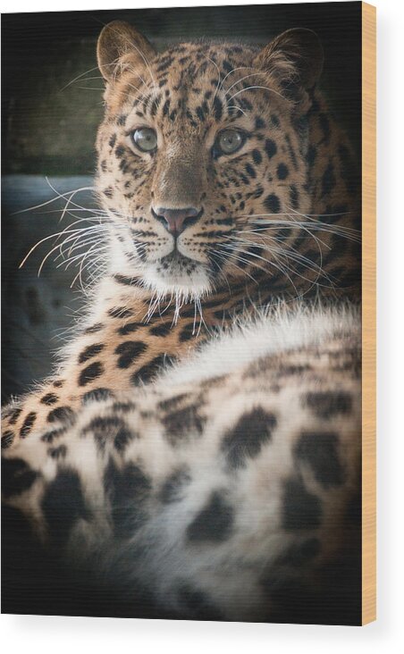 Animal Wood Print featuring the photograph Amur Leopard #3 by Chris Boulton