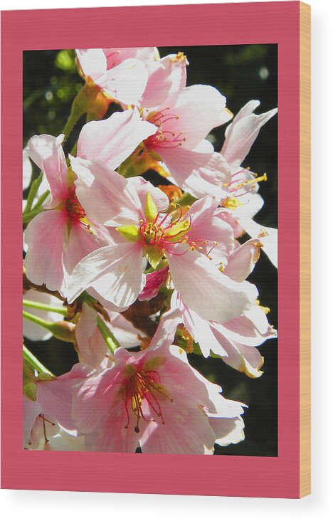 Cherry Blossoms Wood Print featuring the photograph Cherry Blossoms #3 by Sandi OReilly