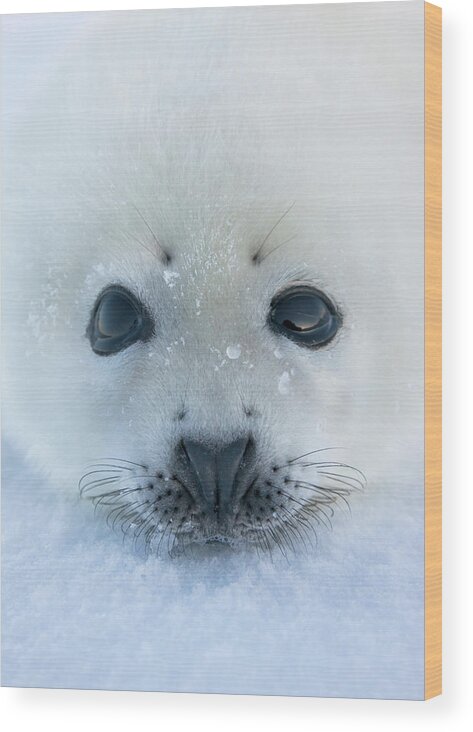 Animal Wood Print featuring the photograph Harp Seal Pup On Ice, Iles De La #3 by Keren Su