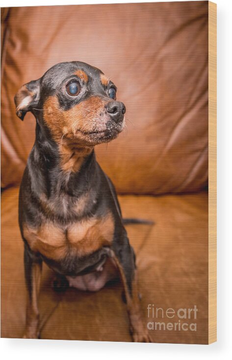 Miniature Pinscher Wood Print featuring the photograph 3 Resized by Jim DeLillo