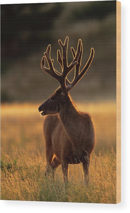Animal Wood Print featuring the photograph USA, Colorado, Jefferson County #3 by Jaynes Gallery