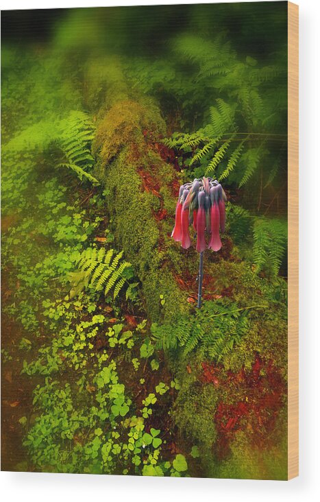 Flowers Wood Print featuring the photograph 3303 by Peter Holme III