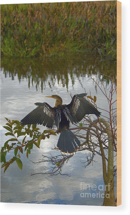 Fauna Wood Print featuring the photograph Anhinga #8 by Mark Newman