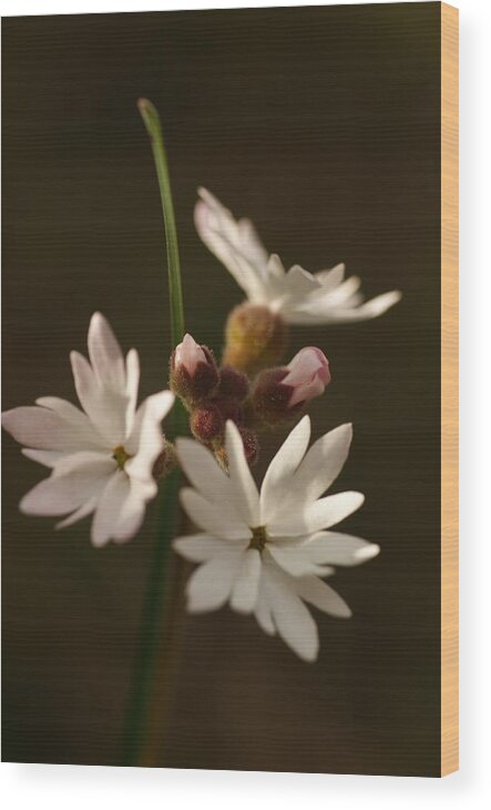 Wildflower Wood Print featuring the photograph Wildflower #8 by Loni Collins