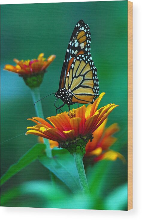 A Monarch Butterfly Wood Print featuring the photograph A Monarch II by Raymond Salani III