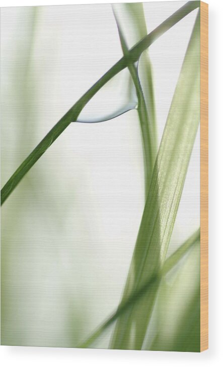Blade Of Grass Wood Print featuring the photograph A single dew drop by Ulrich Kunst And Bettina Scheidulin