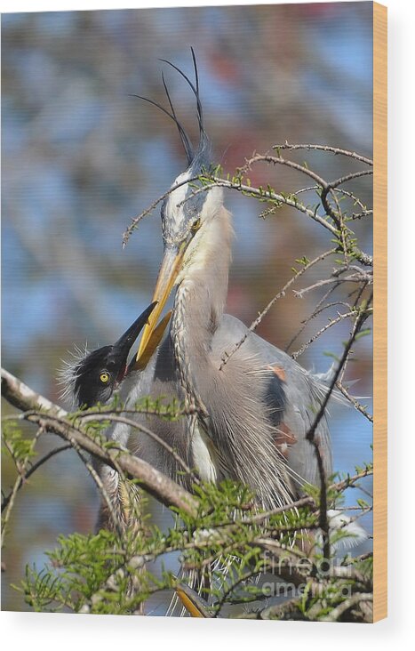 Heron Wood Print featuring the photograph A Special Moment by Kathy Baccari