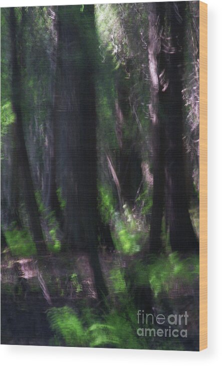 Forest Wood Print featuring the photograph A Thin Veil by Linda Shafer